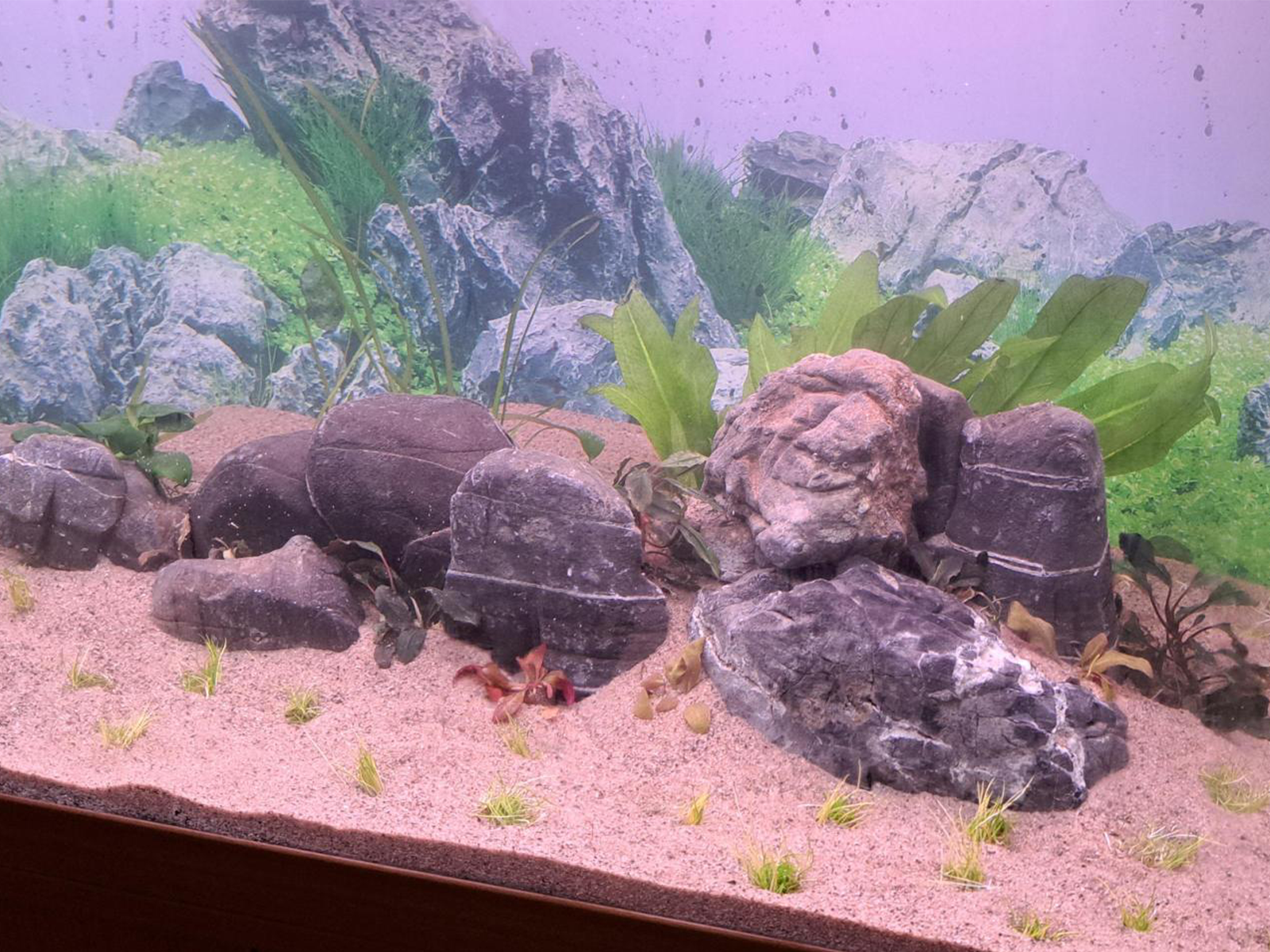 Live Planted Remodel Tank