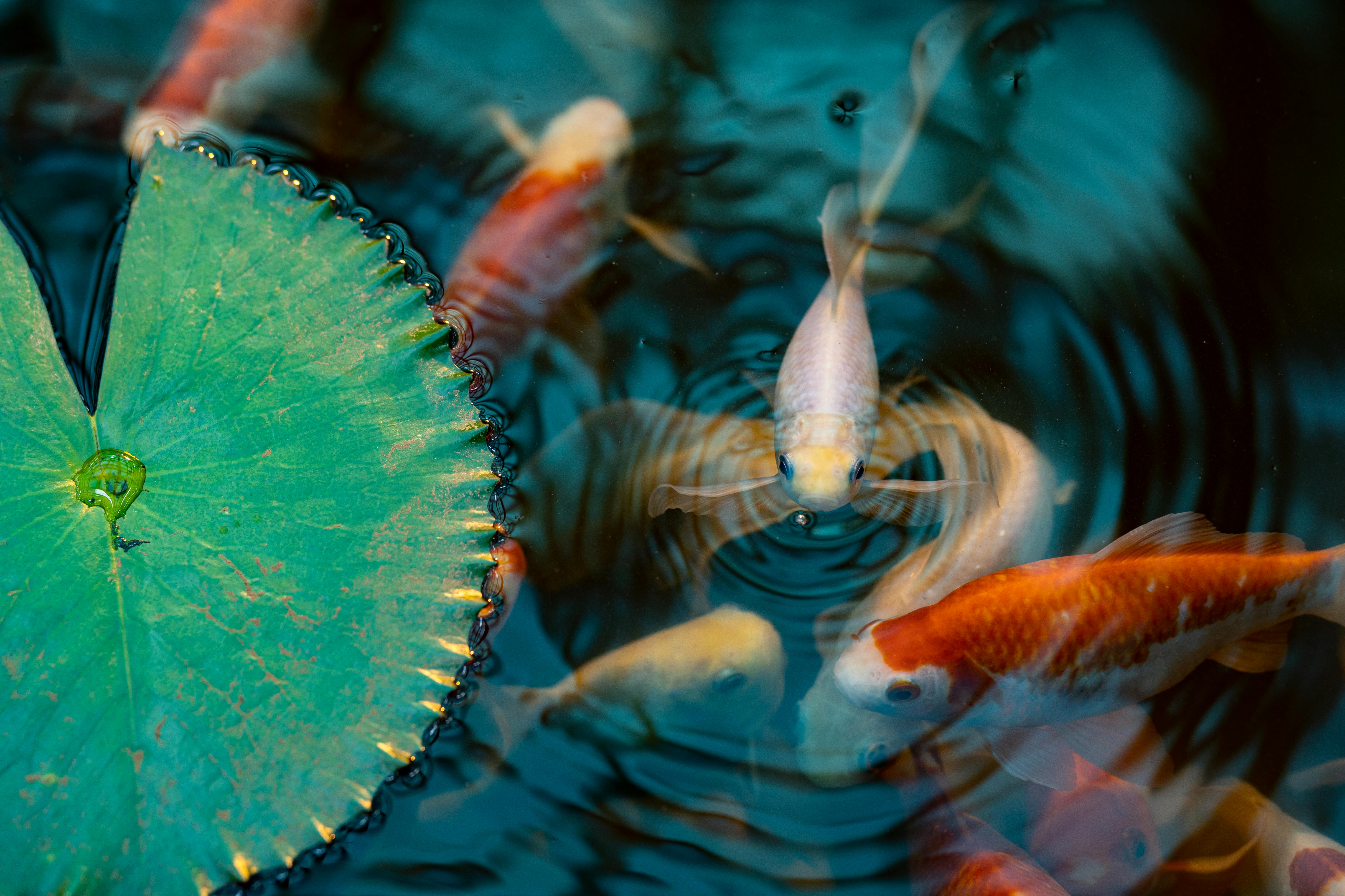 Pond Maintenance